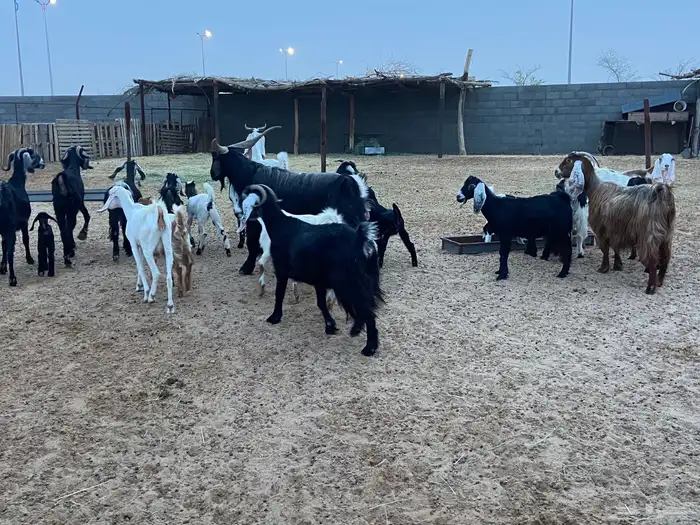 العدد 15 بي الفحل يتبعها 9 من البهم 3