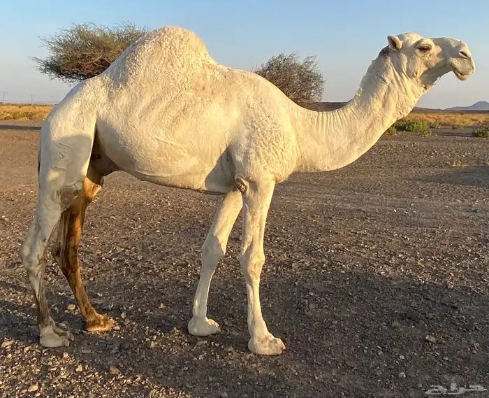 بعير عقابي كفو 1