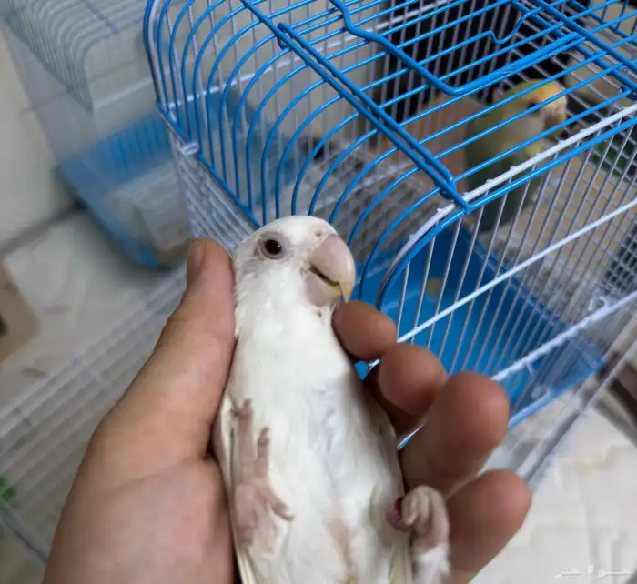 تم البيع 5