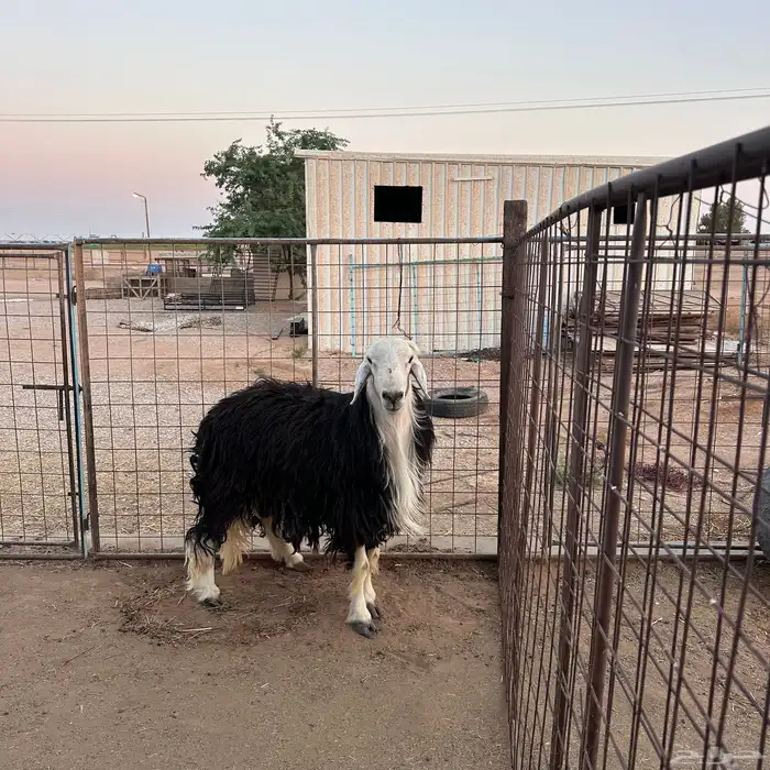 للبيع خروف نجدي مشروط 2