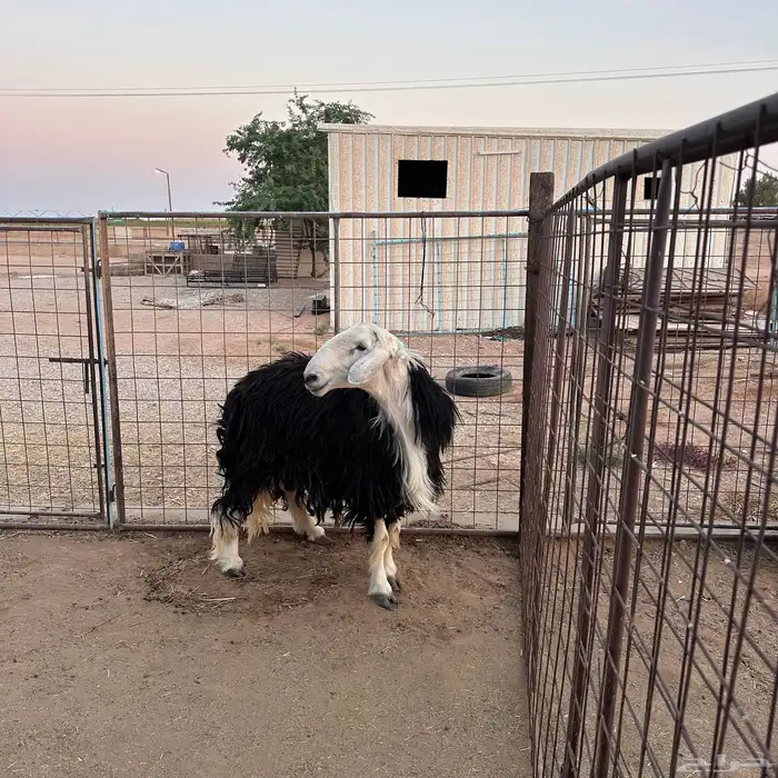 للبيع خروف نجدي مشروط 1