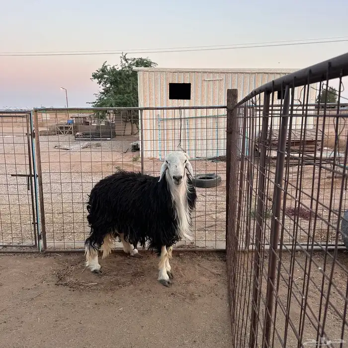 للبيع خروف نجدي مشروط 3