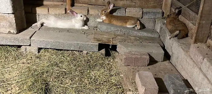 ارانب بلدي 0