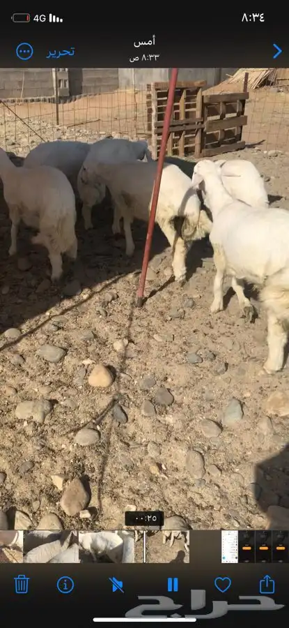 طليان ابو خمسه شهور تقريبن. 6 روس وطرف. وشعره وطرف مشالله 0