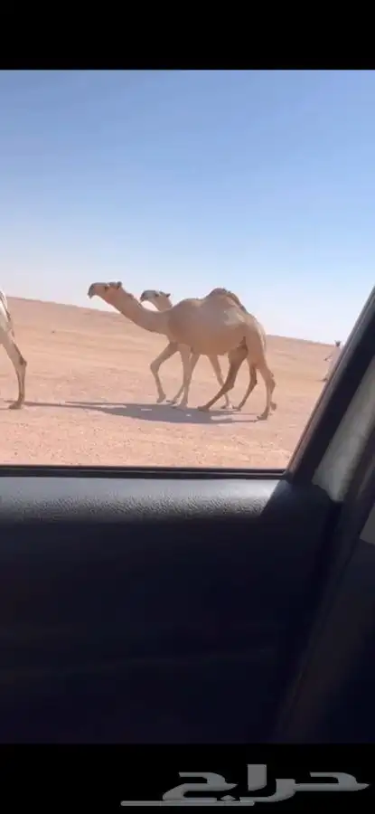للبيع بكره لقيه رمانيه 0