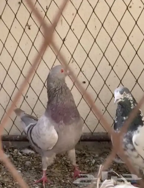 حمام فرنسي صحه شرط 0