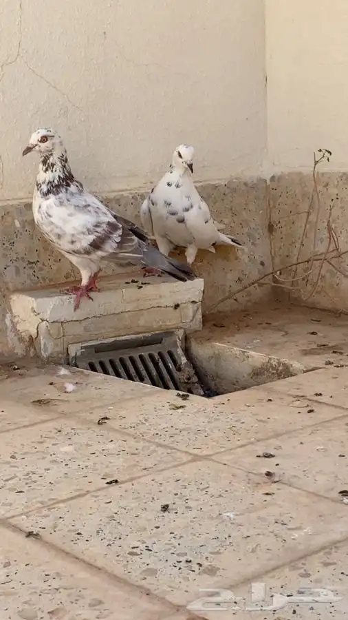 للبيع حمام 11