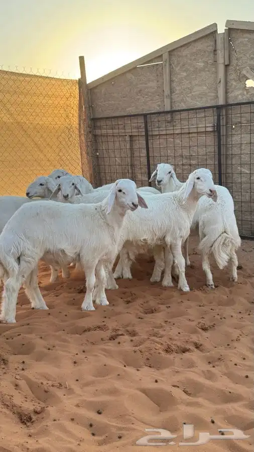 ابو عبدالله للذبايح 7