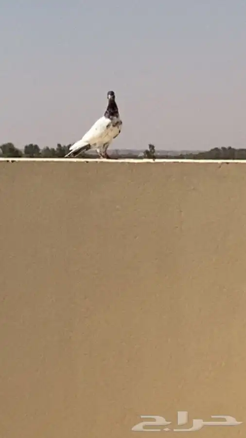 للبيع حمام 0