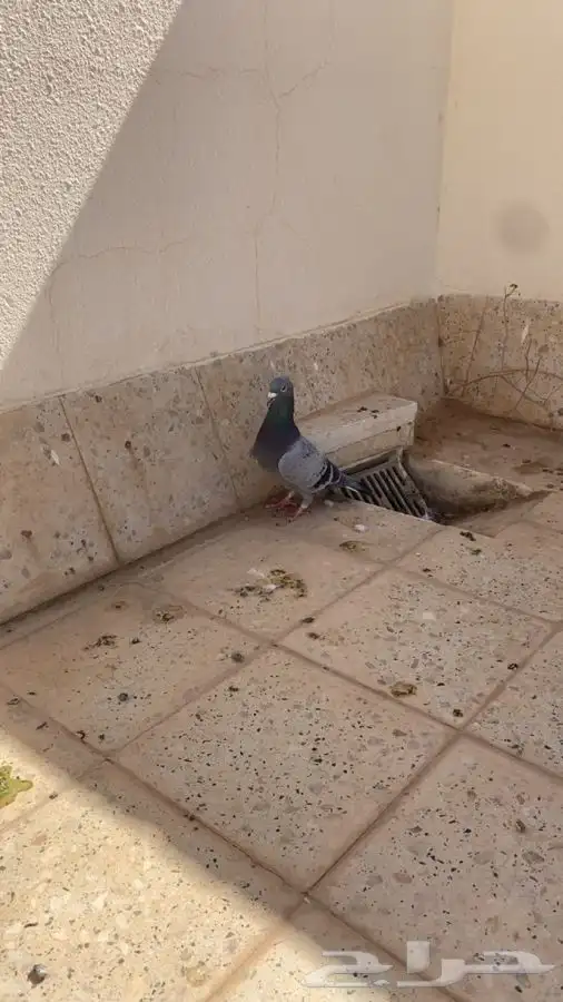 للبيع حمام 5
