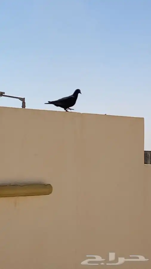 للبيع حمام 7