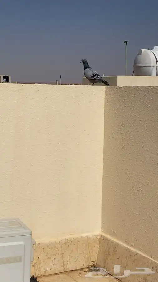 للبيع حمام 6