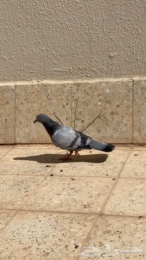للبيع حمام 10