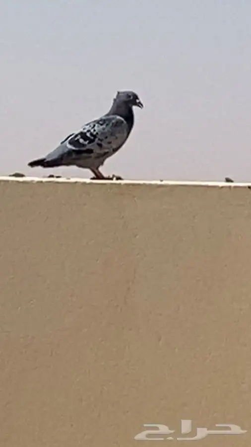 للبيع حمام 3