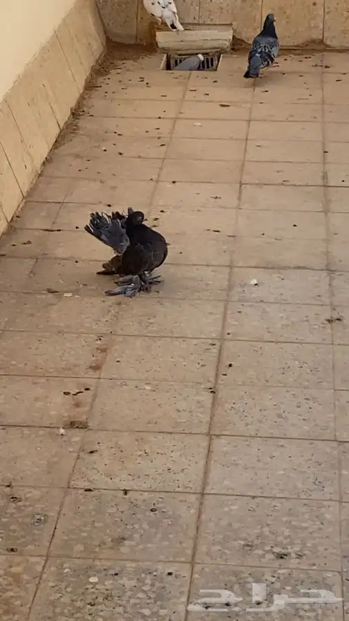 للبيع حمام 8