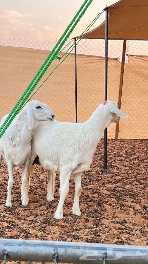 ابو عبدالله للذبايح 2