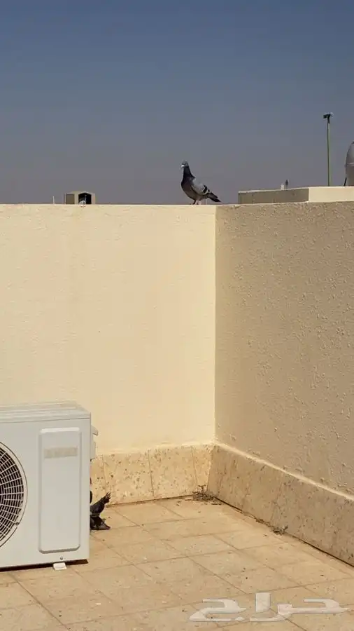 للبيع حمام 9