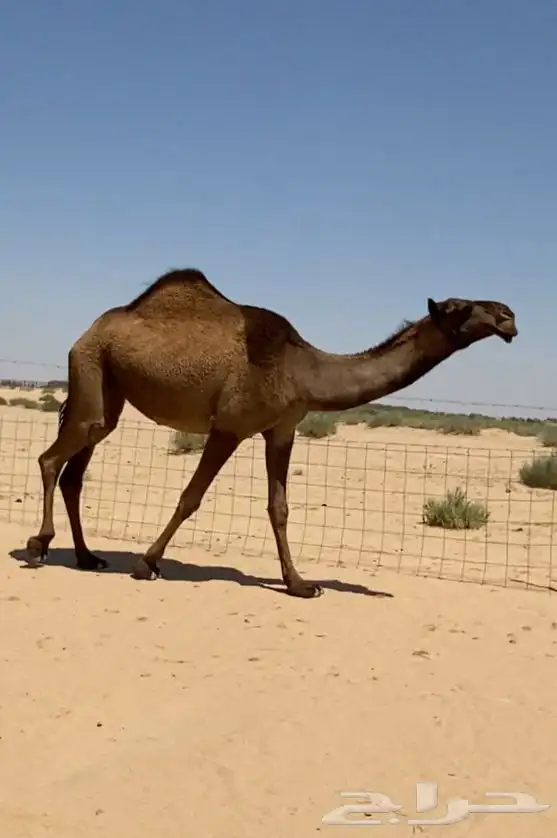 بكره صفرا كفو وطيبه 6