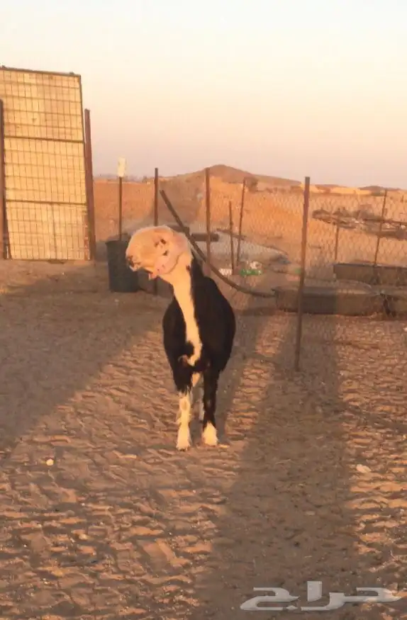 فحل نجدي صنف فاخر 10