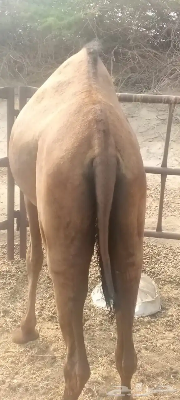 قعود وبكره سواحل للبيع 2
