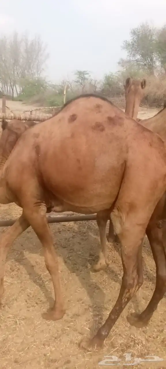 قعود وبكره سواحل للبيع 4