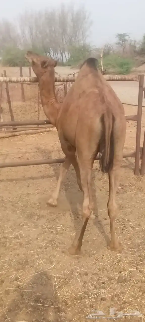 قعود وبكره سواحل للبيع 0