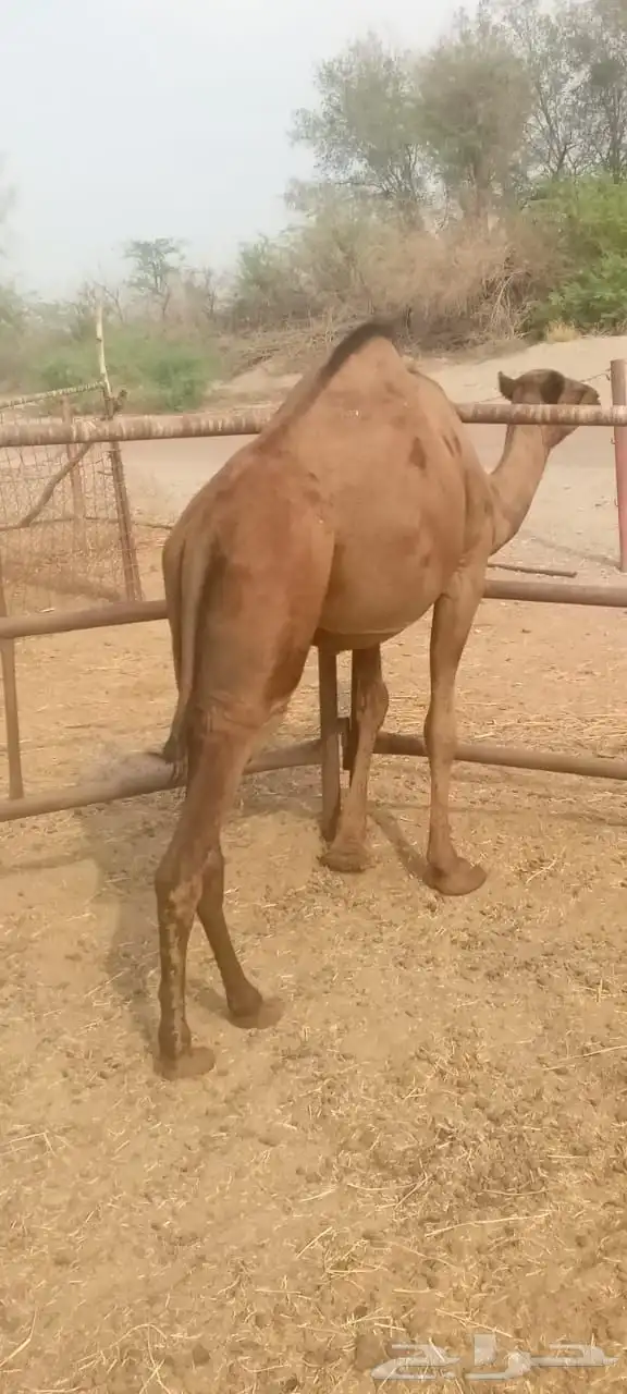 قعود وبكره سواحل للبيع 3