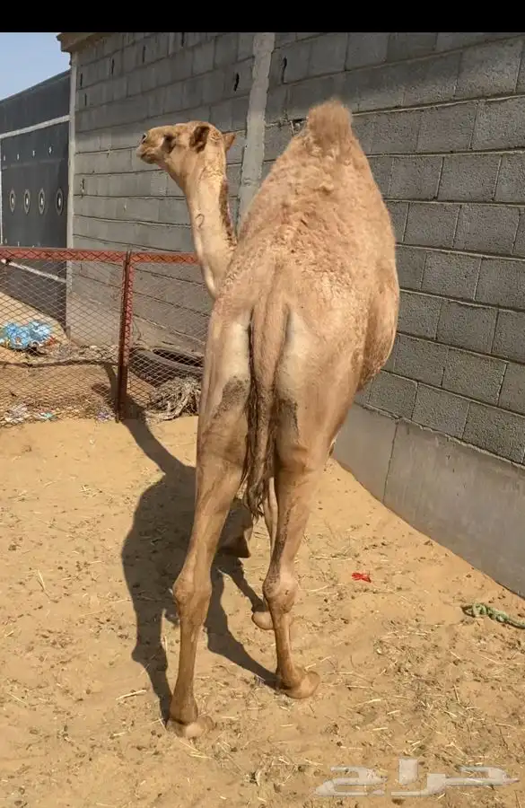 بكره فل الفل جداجدا 0