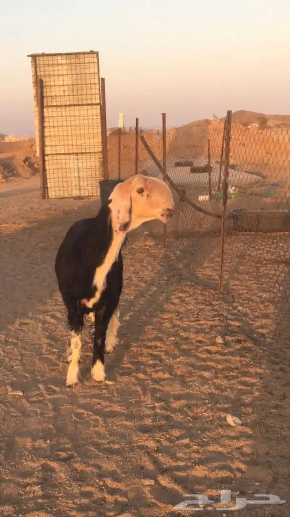 فحل نجدي صنف فاخر 9