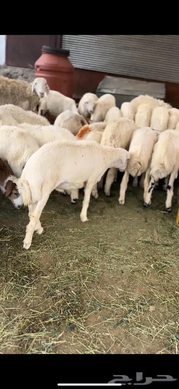 بهم تربيه للبيع 0