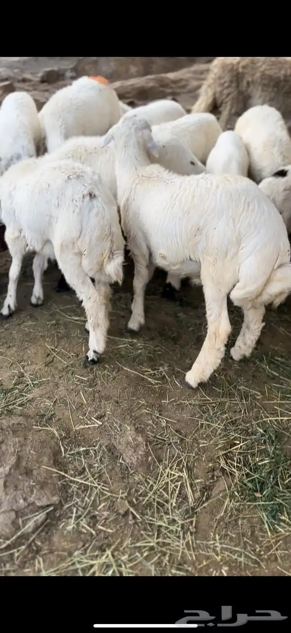 بهم تربيه للبيع 1
