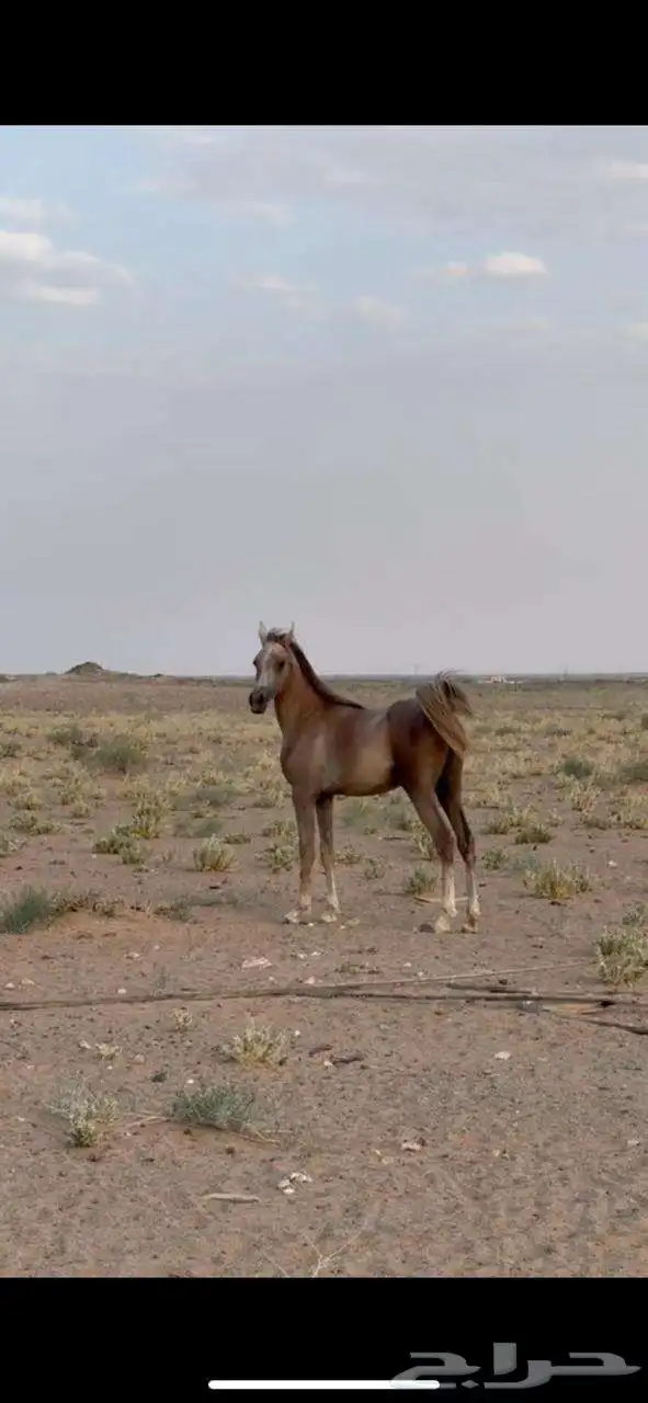 حصان شعبي 1