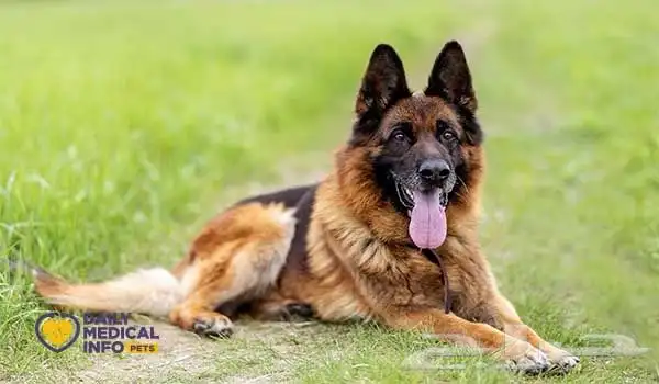 اكل كلاب دجاج مثلج تريت اسعارر رخيصه 13