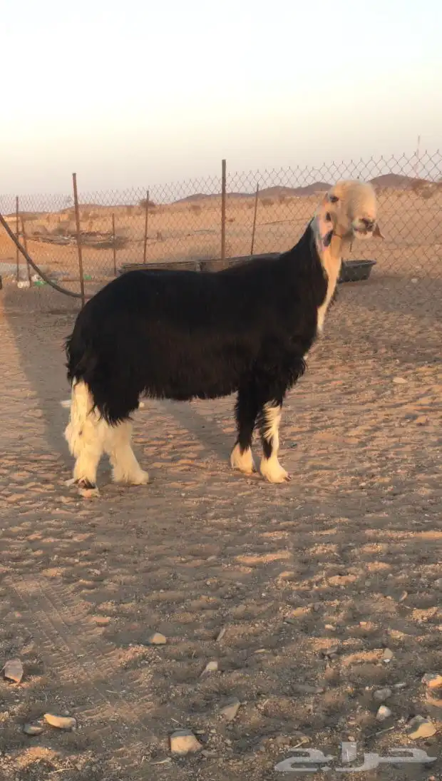 فحل نجدي صنف فاخر 4