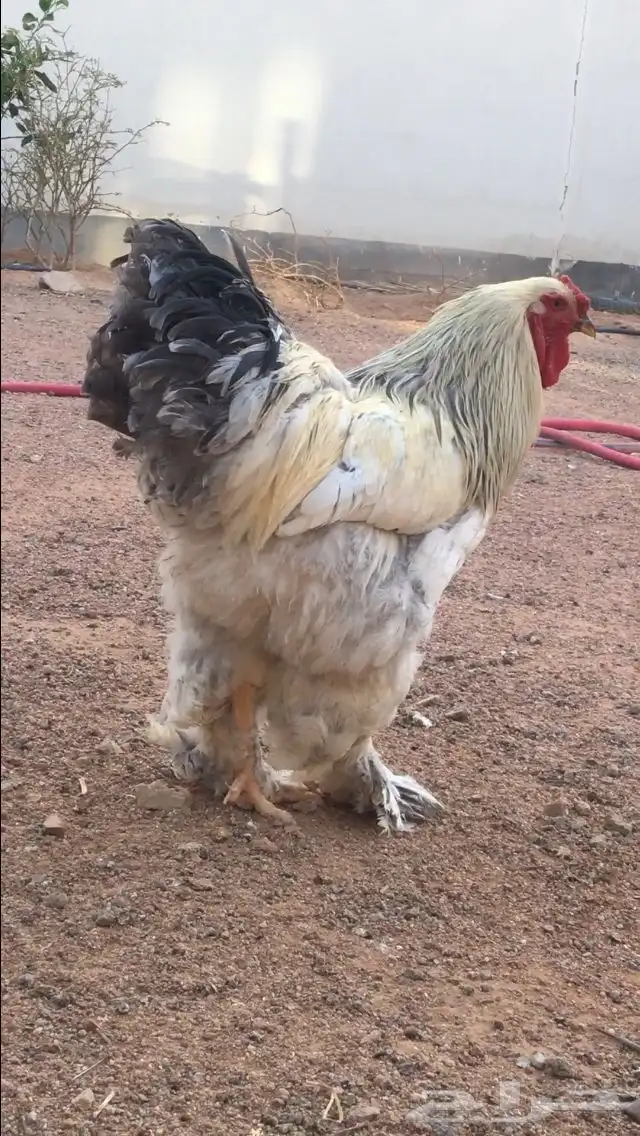 براهما 0