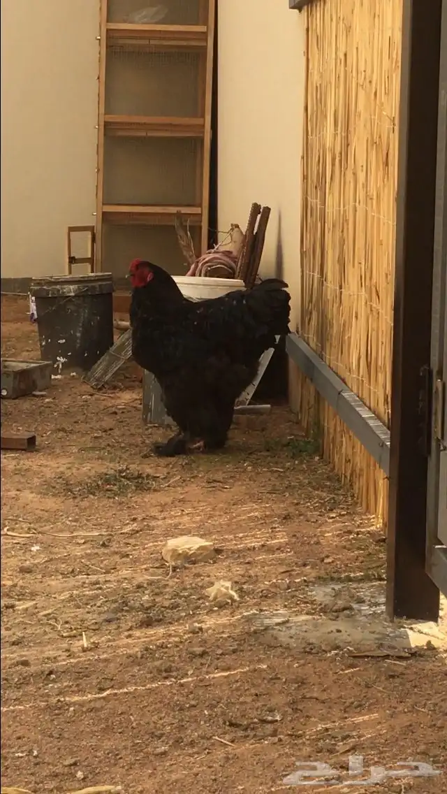 براهما 1
