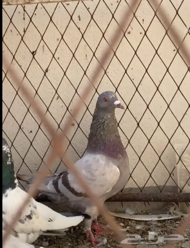 حمام فرنسي صحه شرط 1