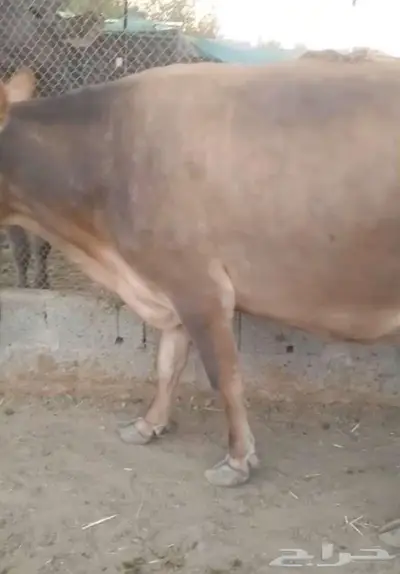 بقرتين للبيع index