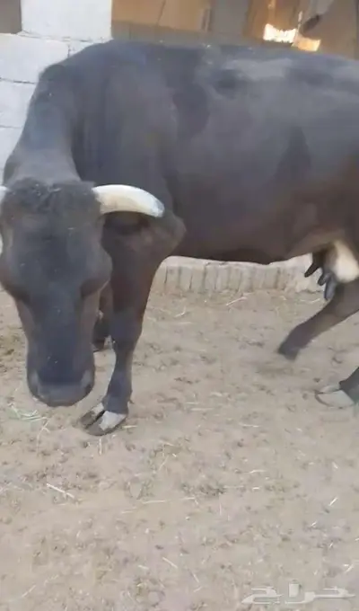 بقرتين للبيع index