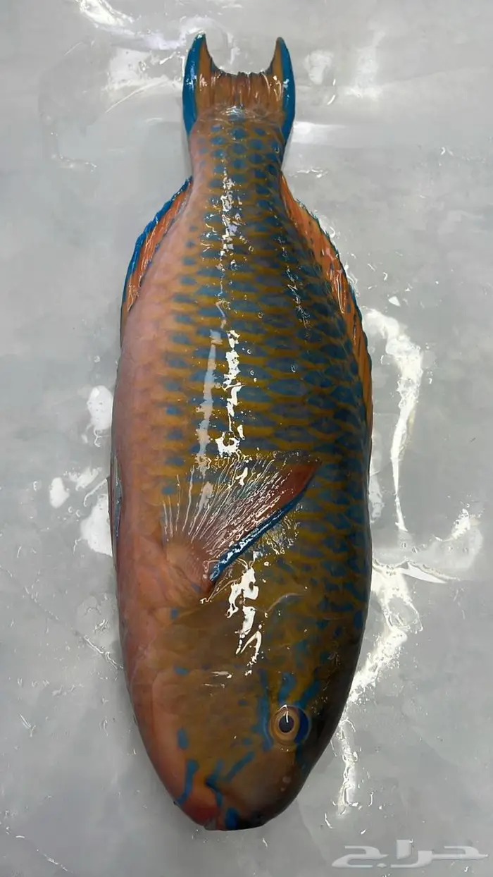 اسماك البحر الاحمر 3