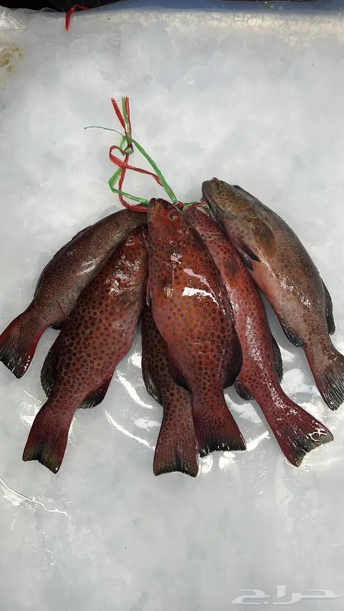 اسماك البحر الاحمر 0