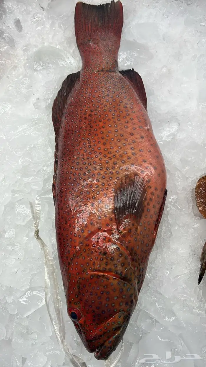 اسماك البحر الاحمر 2