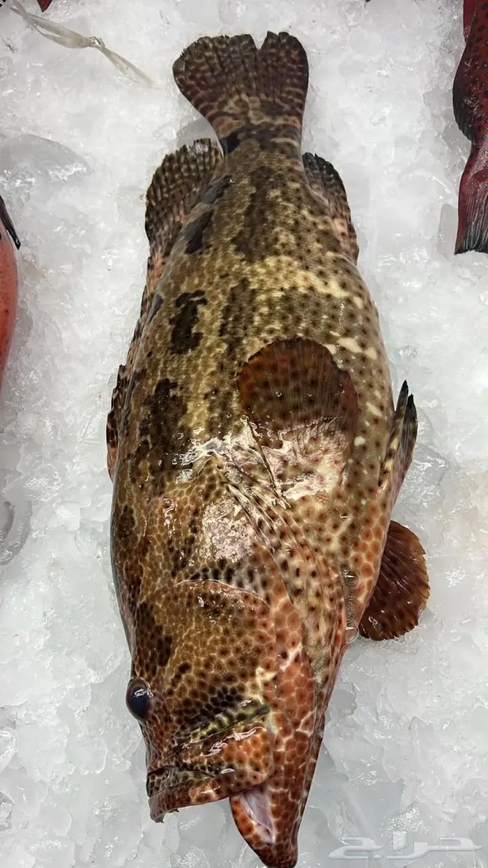 اسماك البحر الاحمر 1