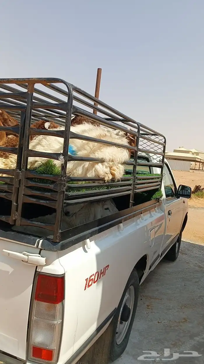 توصيل حلال 1