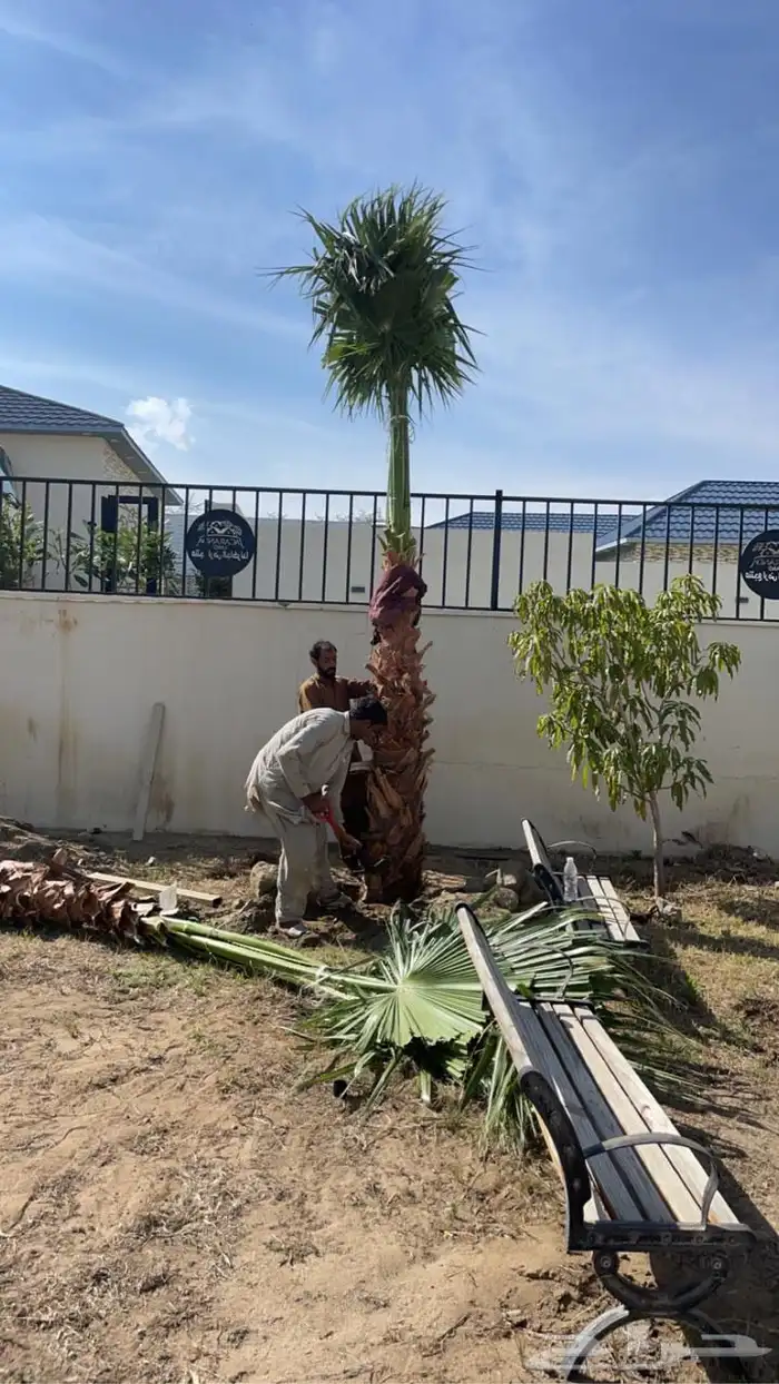 تنسيق حدايق اشجار زينه وانجيله 7