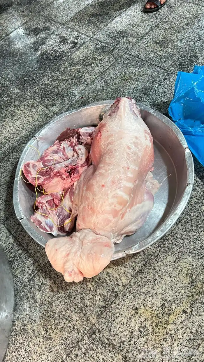 ذبايح ابو فخر خرفان فواخر بريه وفاخر سلخ وتوصيل 3