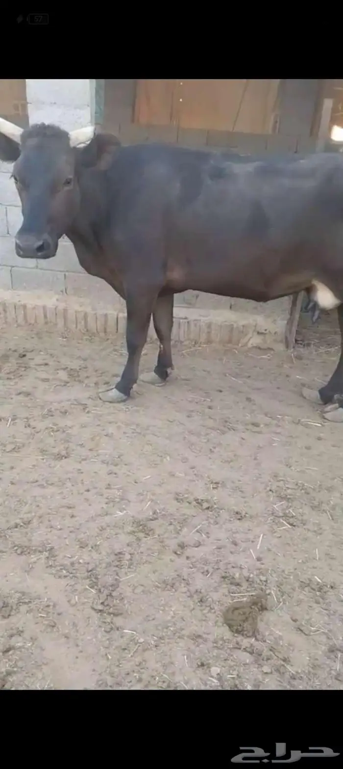 بقرتين للبيع 1