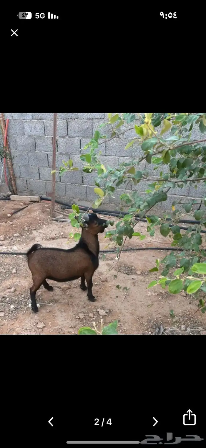 للبيع تيس قزم 2