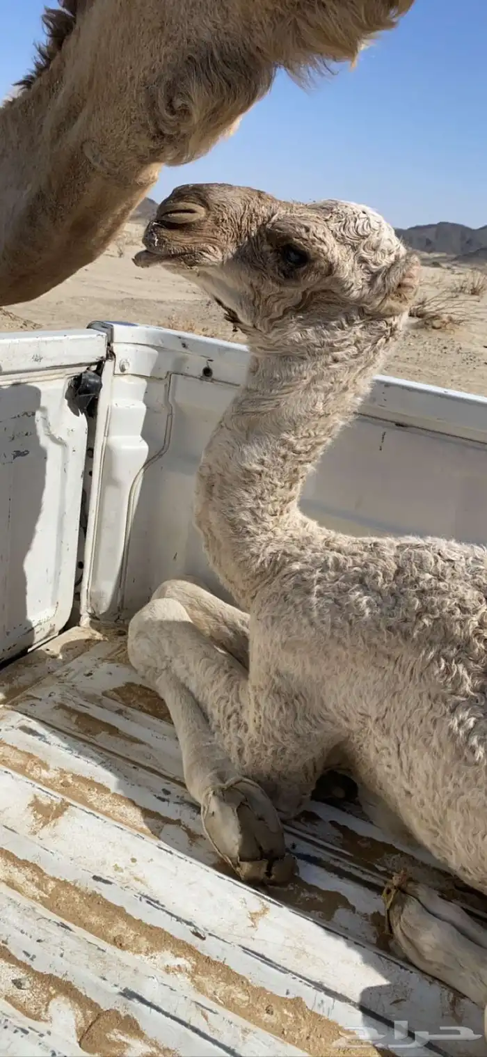 اللبيع عقابي طيب وانتاجه طيب وكفو 14