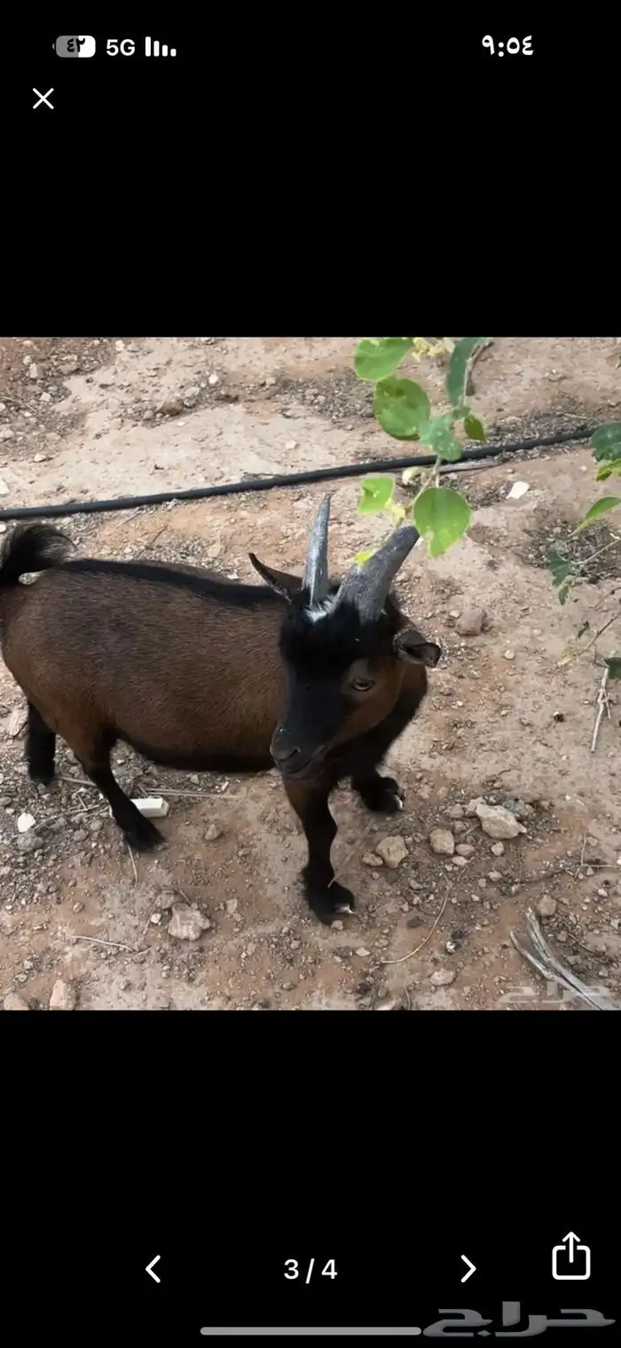 للبيع تيس قزم 0